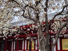 -大慈恩寺(大雁塔)