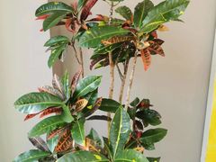 -枕水江南(红胜大街店)