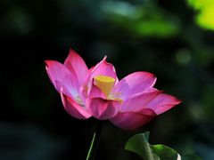 -顾村公园