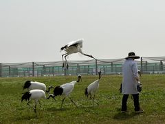 -盐城丹顶鹤湿地生态旅游区