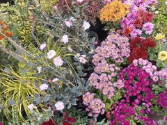 -龙大花卉苗木市场