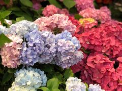 -双季花艺园艺市场(浦东店)