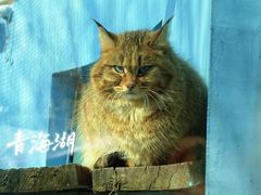 -青藏高原野生动物园