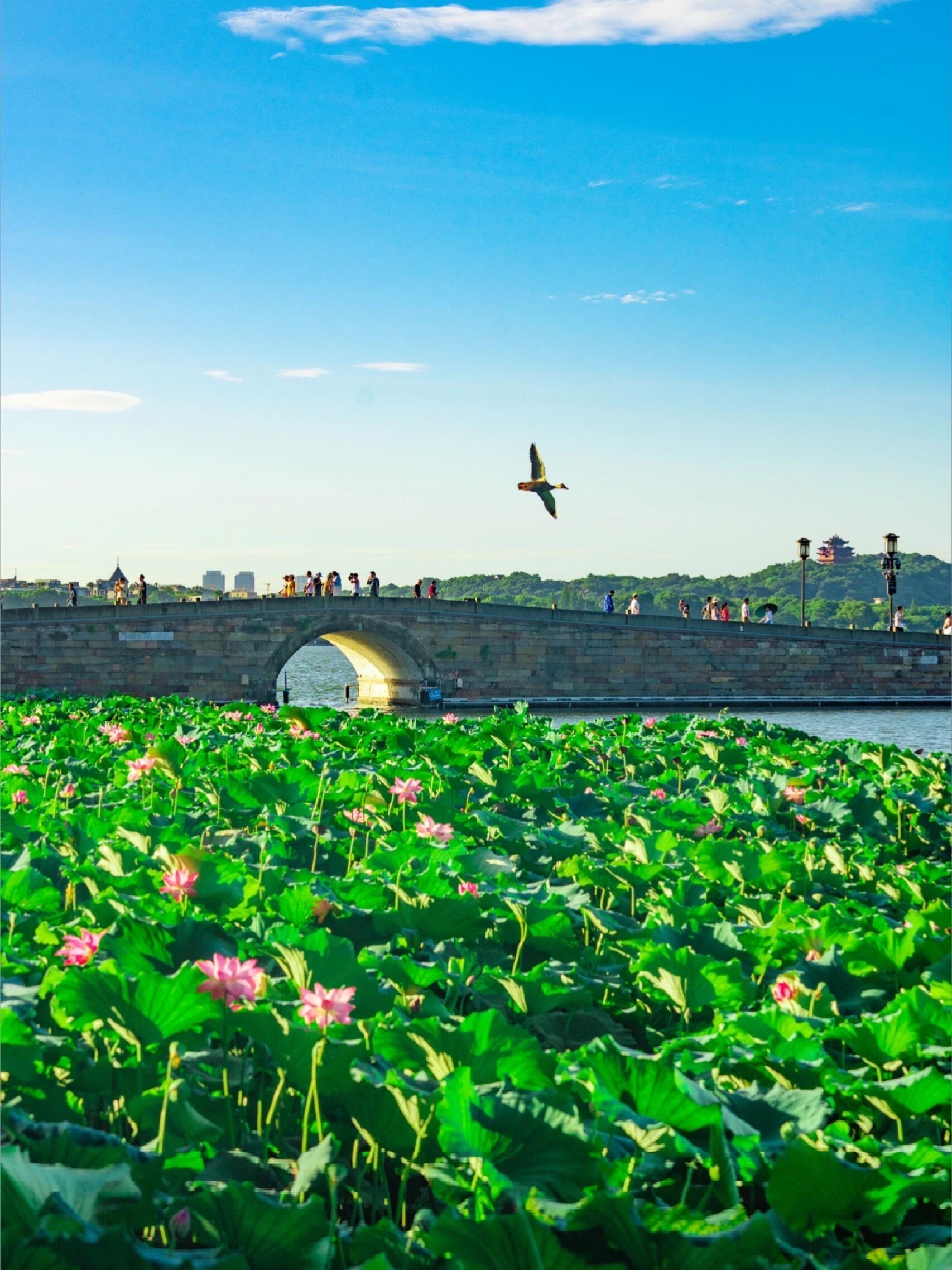 西湖荷花已开满03正值观赏期7515附赏荷攻略