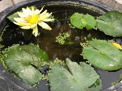-深圳仙湖植物园