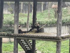 -中国大熊猫保护研究中心雅安碧峰峡基地