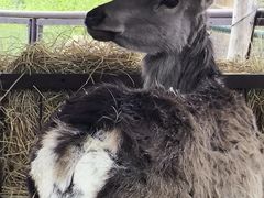 -青藏高原野生动物园