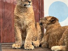 -大连森林动物园