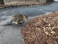 -费瑟代尔野生动物园