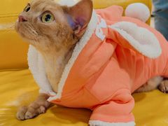 -十年猫舍·猫咪专门店(普陀店)