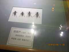 IMG_2868-上海昆虫博物馆