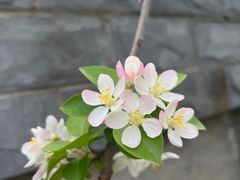 -莫愁湖公园