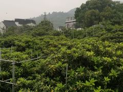 -东山风景区(洞庭东山)
