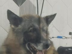 -瑞鹏宠物医院犬猫全科(真大分院)