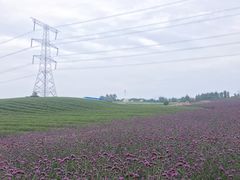 -紫颐香薰山谷景区