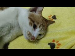 -芭比堂动物医院·心脏专科·夜诊·吉雅分院