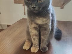-楼上猫咖(罗湖店)