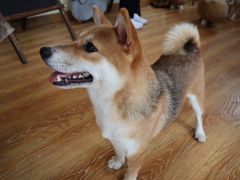 -柴犬高等学院·狗咖·柴犬售卖·宠物训练