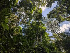 -西双版纳原始森林公园