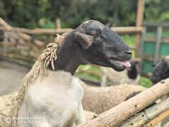 -芭厘·农庄老字号.电饭煲五指毛桃焗鸡