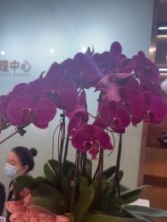 -杭州米兰柏羽医疗美容医院