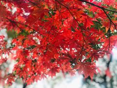 -中国茶叶博物馆(双峰馆区)