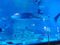 -烟台海昌鲸鲨海洋公园