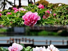 -尚湖风景区