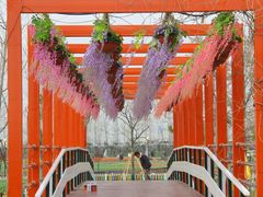 -荷兰花海