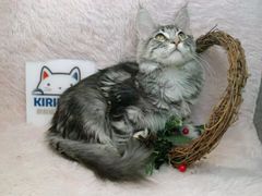 -十年猫舍·猫咪专门店(普陀店)