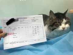 -纳吉亚猫专科动物诊疗中心(蒋宅口分院)