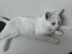 -琪喵猫屋·撸猫猫咖·猫舍