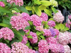 -上海滨江森林公园