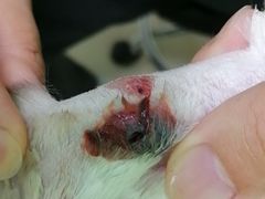 -圣宠动物医院·犬猫专科·影像中心·外科中心