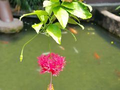-新加坡飞禽公园