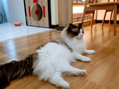 -滚猫咖啡·猫咖·猫友好撸猫(未来城店)