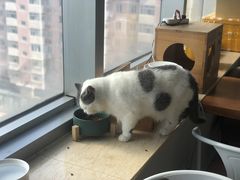 -Cappucimeow猫咪咖啡馆(韦伯时代店)