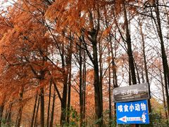 -上海海湾国家森林公园