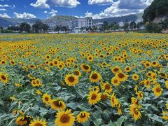 -桤木河湿地公园