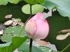 -荔湾湖公园