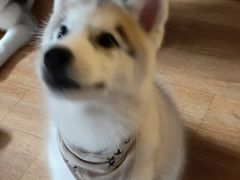 -Husky Go! 哈士奇体验馆·宠物咖啡厅狗咖