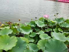 -莲花池公园