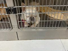 -艾贝尔宠物医院·24H转诊中心·肿瘤猫专科(江宁双龙店)