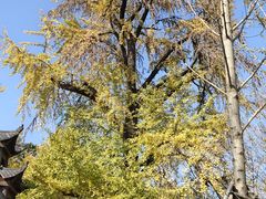 -千年银杏谷文化旅游区