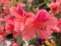 -苏州上方山国家森林公园