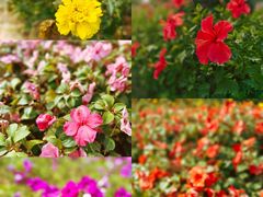 -白石龙音乐公园