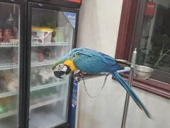 -观桥阁(锦溪店)