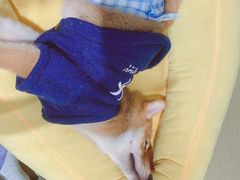 -逗柴咖啡屋·狗咖猫咖宠物桌游