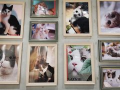 -藏猫猫咖啡主题馆(中央大道店)