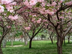 -莲花池公园